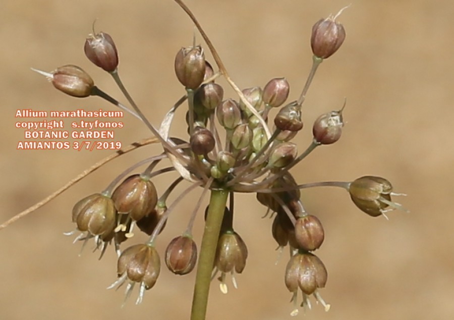 Allium marathasicum