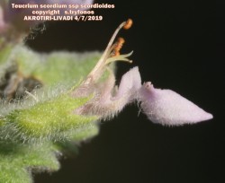 Teucrium scordium ssp scordioides