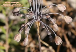 Allium autumnale