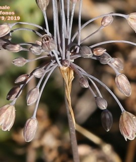 Allium autumnale