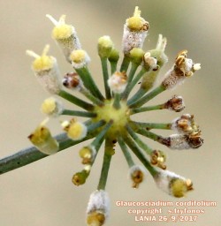 Glaucosciadium cordifolium