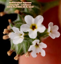 Heliotropium dolosum