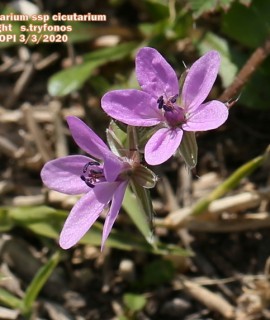 Erodium cicutarium subsp. cicutarium