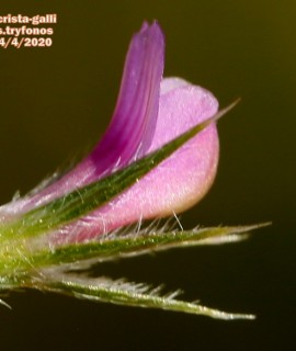 Onobrychis crista-galli