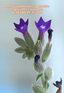 Anchusa undulata  subsp. hybrida 