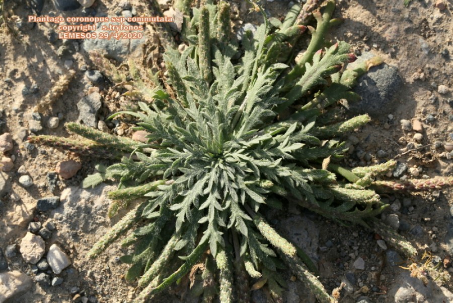 Plantago coronopus subsp. commutata