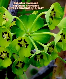 Euphorbia thomsonii