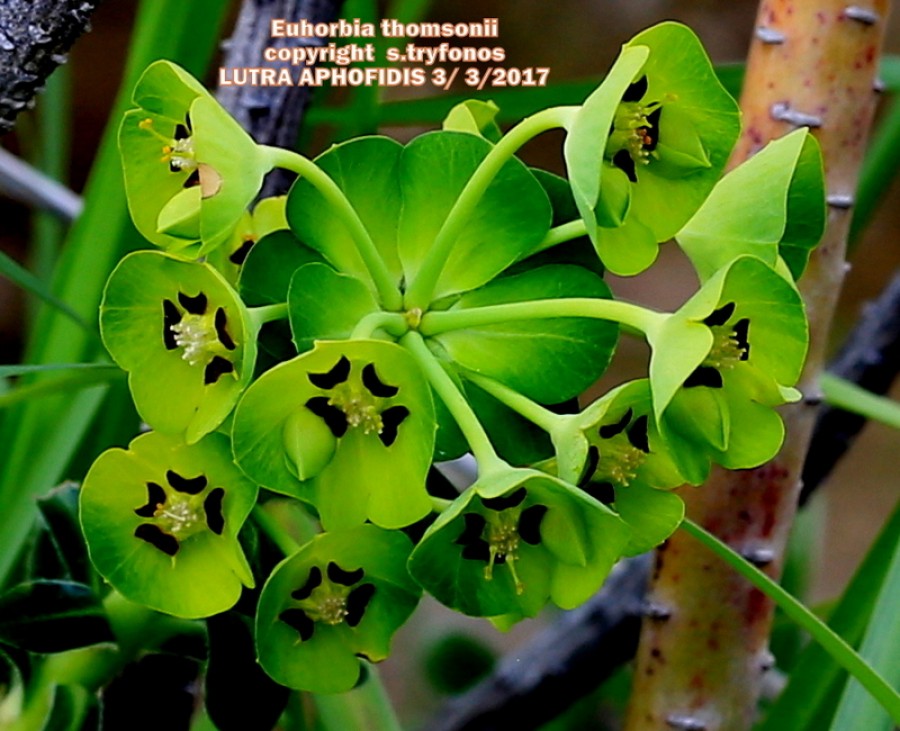 Euphorbia thomsonii