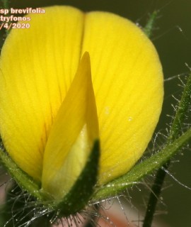 Ononis viscosa ssp brevifolia