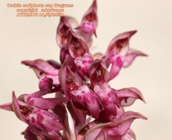 Orchis coriophora ssp fragrans