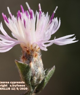 Centaurea cyprensis