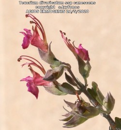 Teucrium divaricatum ssp canescens