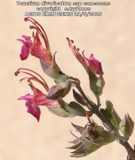 Teucrium divaricatum ssp canescens