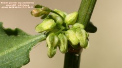 Rumex pulcher subsp. anodontus 
