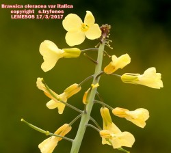 Brassica oleracea var italica