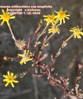 Limbarda crithmoides subsp. longifolia