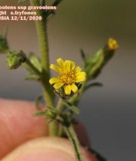 Dittrichia graveolens subsp. graveolens