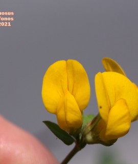 Lotus longisiliquosus