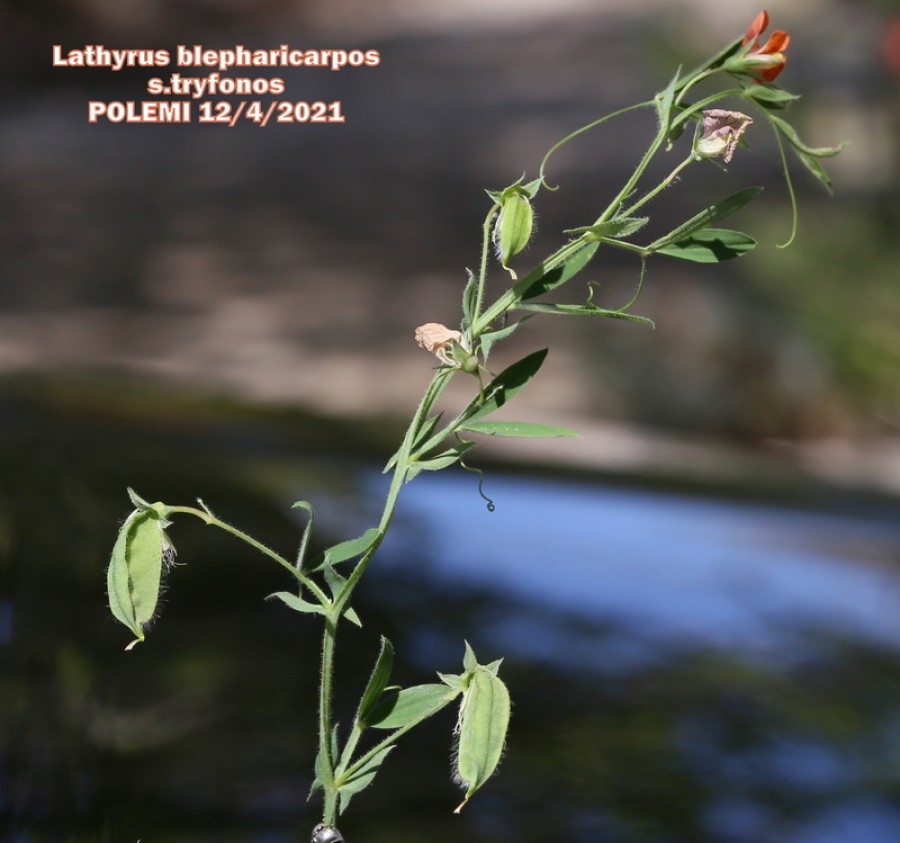 Lathyrus blepharicarpos