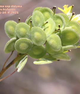 Biscutella didyma ssp didyma