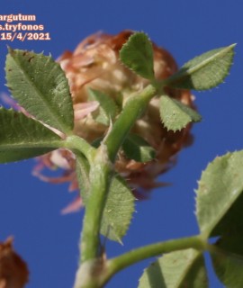 Trifolium argutum