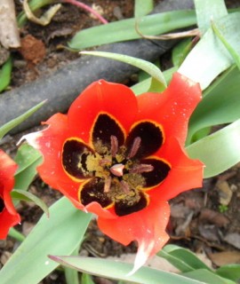 Tulipa agenensis