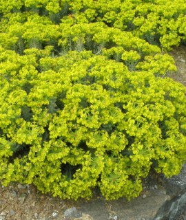 Euphorbia veneris