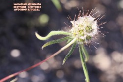 Lomelosia divaricata