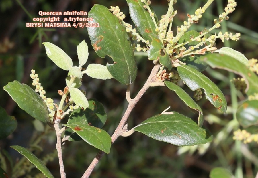 Quercus alnifolia