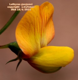 Lathyrus gorgonei