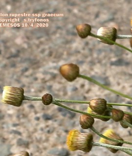 Phagnalon rupestre ssp graecum