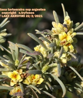 Thymelaea tartonraira subsp. argentea