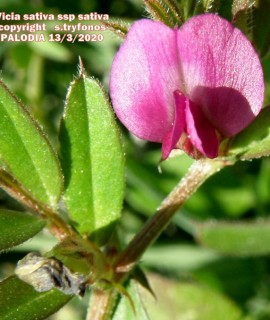 Vicia sativa  ssp sativa