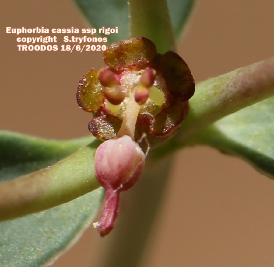 Euphorbia cassia ssp rigoi