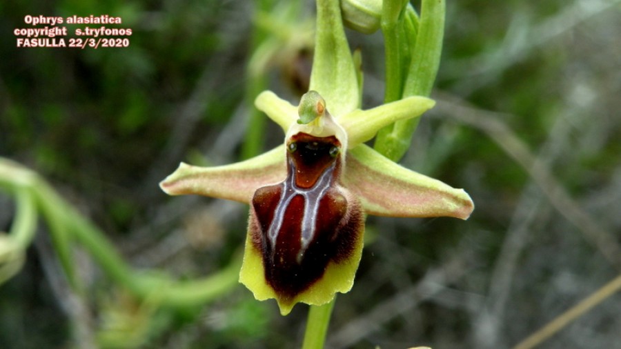 Ophrys sphegodes ssp alasiatica