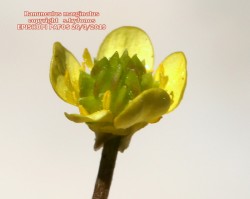 Ranunculus marginatus