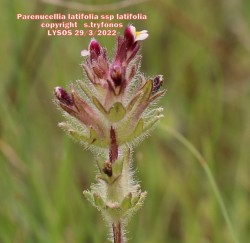 Parentucellia latifolia ssp latifolia