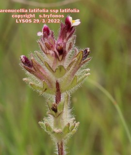 Parentucellia latifolia ssp latifolia