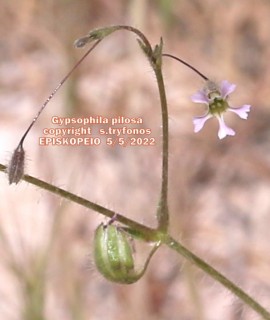 Gypsophila pilosa