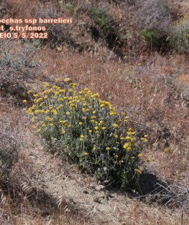 Helichrysum stoechas ssp barrelieri