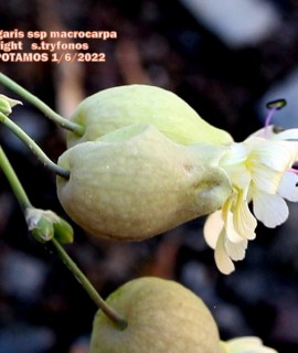 Silene vulgaris ssp macrocarpa