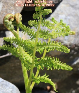 Pteridium aquilinum subsp. pinetorum 