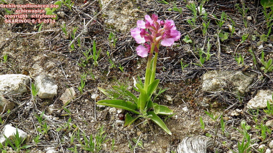 Orchis papilionacea ssp schirwanica