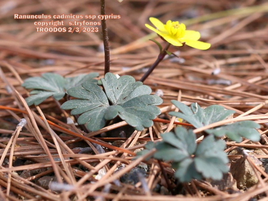 Ranunculus cadmicus subsp. cyprius