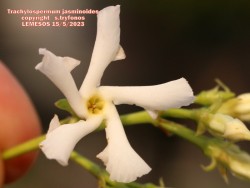 Trachylospermum jasminoides