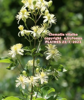 Clematis vitalba