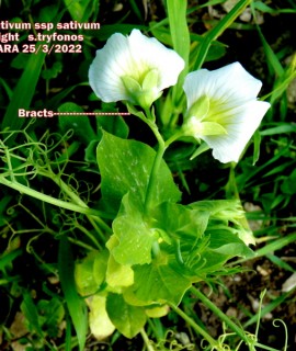 Pisum sativum L.subsp.sativum