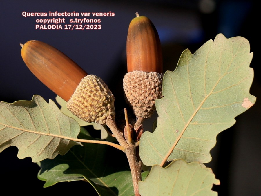 Quercus infectoria subsp veneris