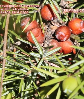 Juniperus oxycedrus subsp oxycedrus