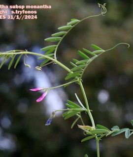 Vicia monantha ssp monantha